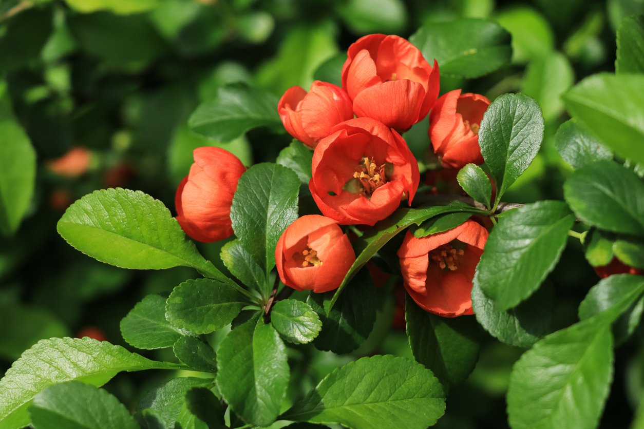 Pigwowiec japoński ORANGE TRAIL - 3