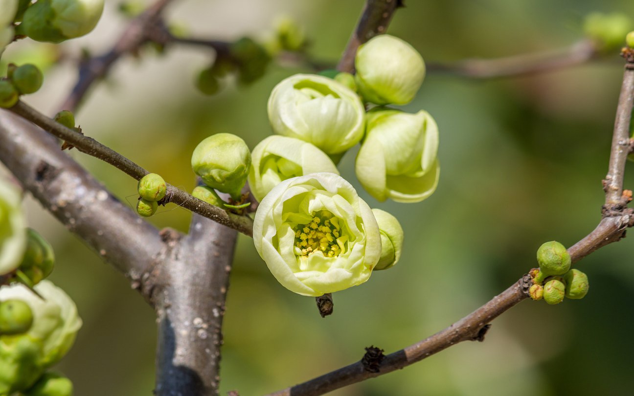 Pigwowiec japoński YUKIGOTEN - 2