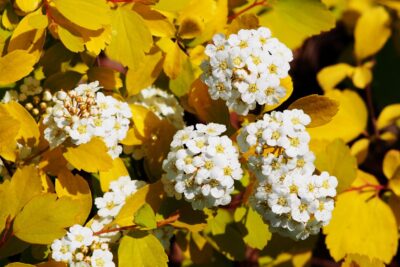 Tawuła brzozolistna TOR GOLD
