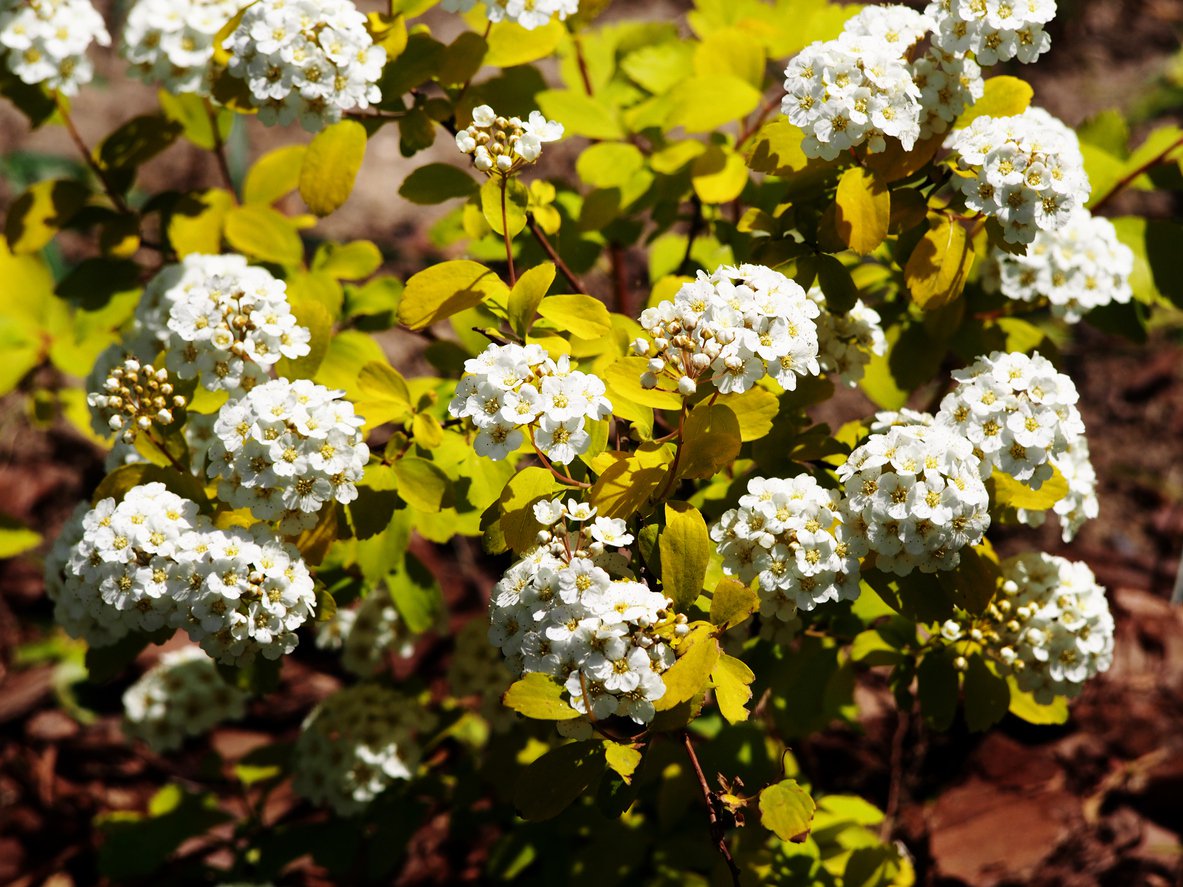 Tawuła brzozolistna TOR GOLD - 2