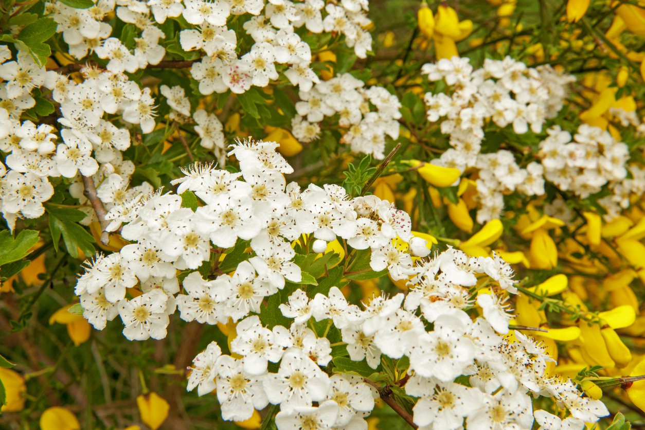 Tawuła brzozolistna TOR GOLD - 3