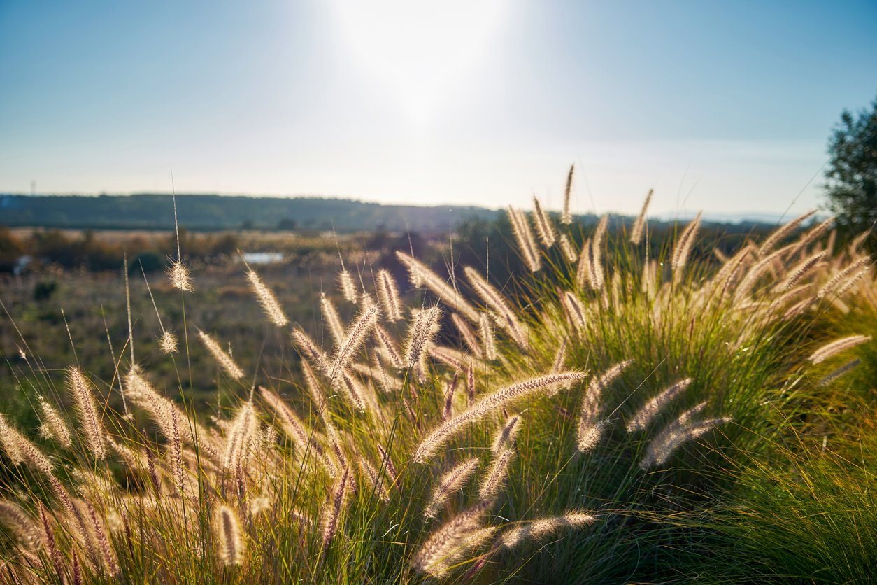 Rozplenica japońska HAMELN - 2