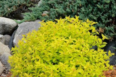 Tawuła japońska CANDLELIGHT