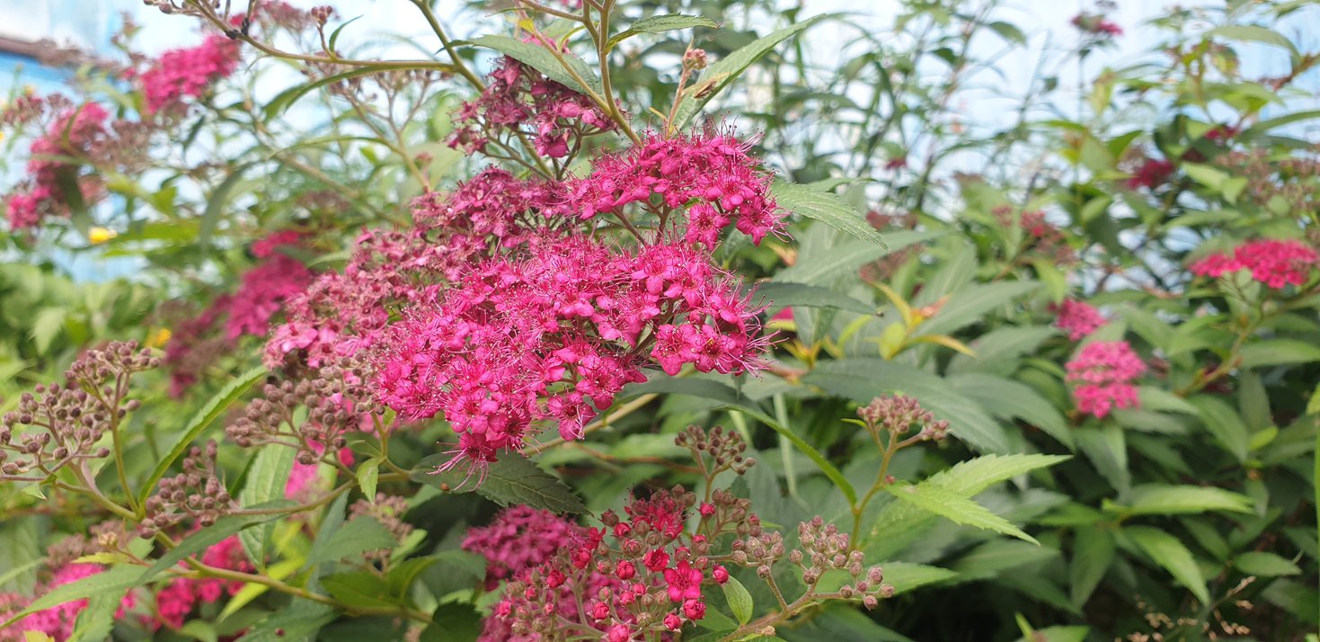 Tawuła japońska DART'S RED - 3