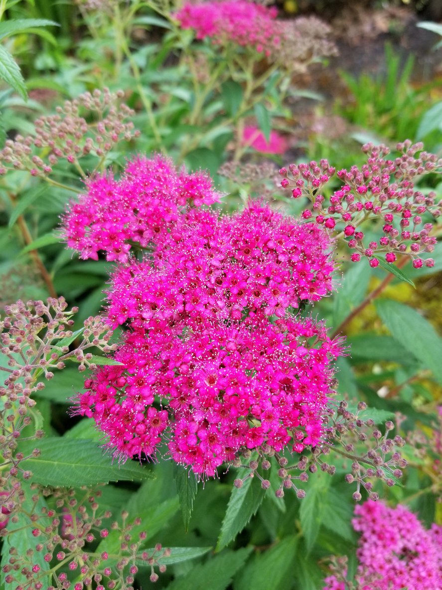 Tawuła japońska DART'S RED - 2