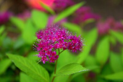 Tawuła japońska DART'S RED