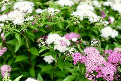 Tawuła japońska GENPEI