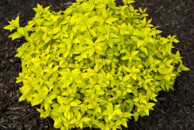 Tawuła japońska GOLDEN CARPET