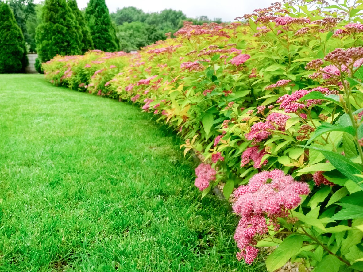 Tawuła japońska BIG BANG - 3