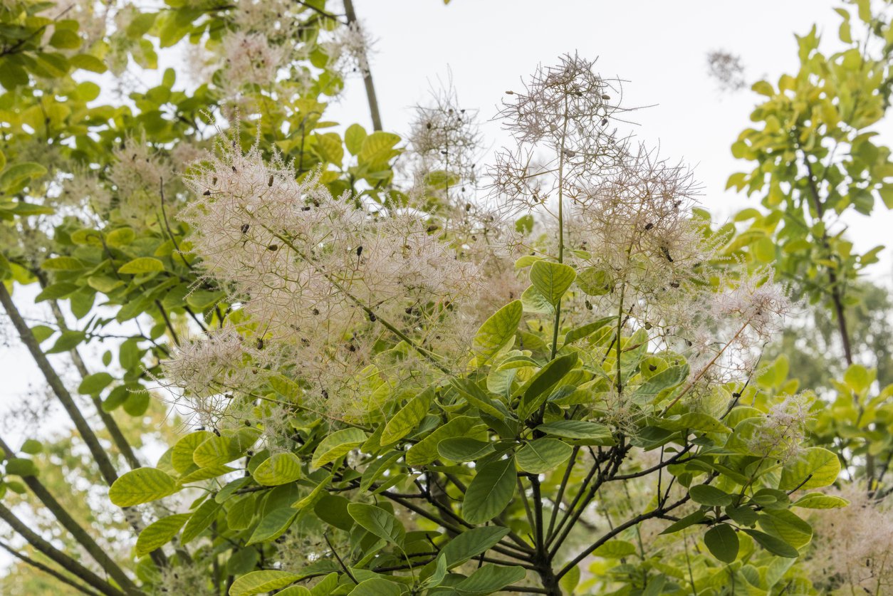 Perukowiec podolski GOLDEN LADY - 2