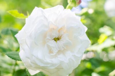 Róża parkowa pnąca MADAME PLANTIER