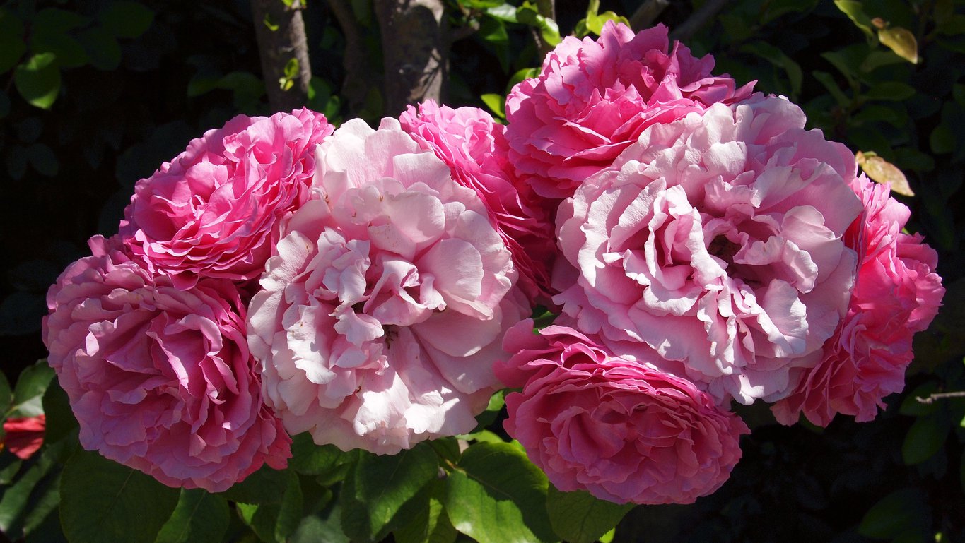 Róża parkowa różowa JACQUES CARTIER
