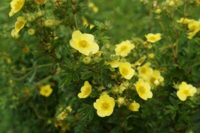 Pięciornik krzewiasty MEDICINE