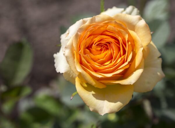 Róża wielkokwiatowa angielska herbaciana - 1