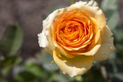 Róża wielkokwiatowa angielska herbaciana