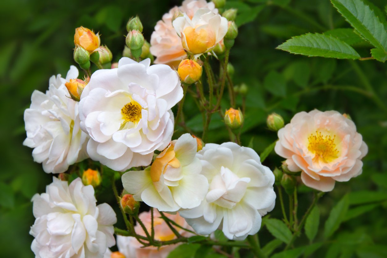 Róża pnąca GHISLAINE DE FELIGONDE NA PNIU - 2