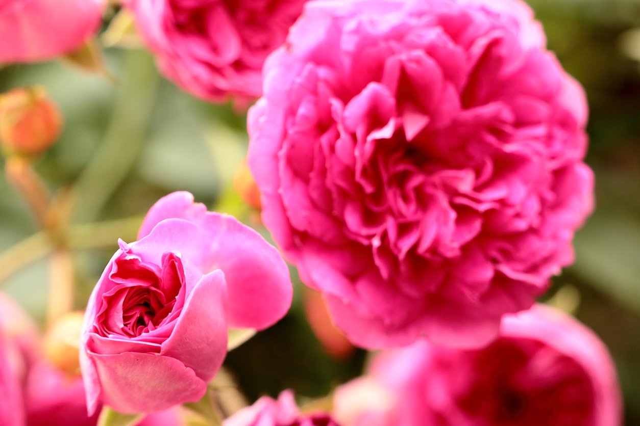 Róża parkowa pnąca atrakcyjna różowa!