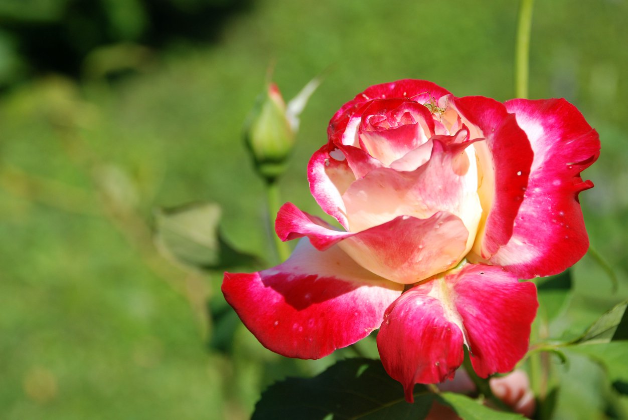 Róża na pniu podwójna przyjemność 90cm - 2