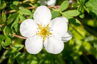 Pięciornik krzewiasty TILFORD CREAM