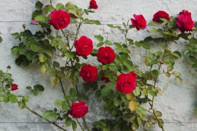 Róża SYMPATIA pnąca aksamitnie bordowa!!