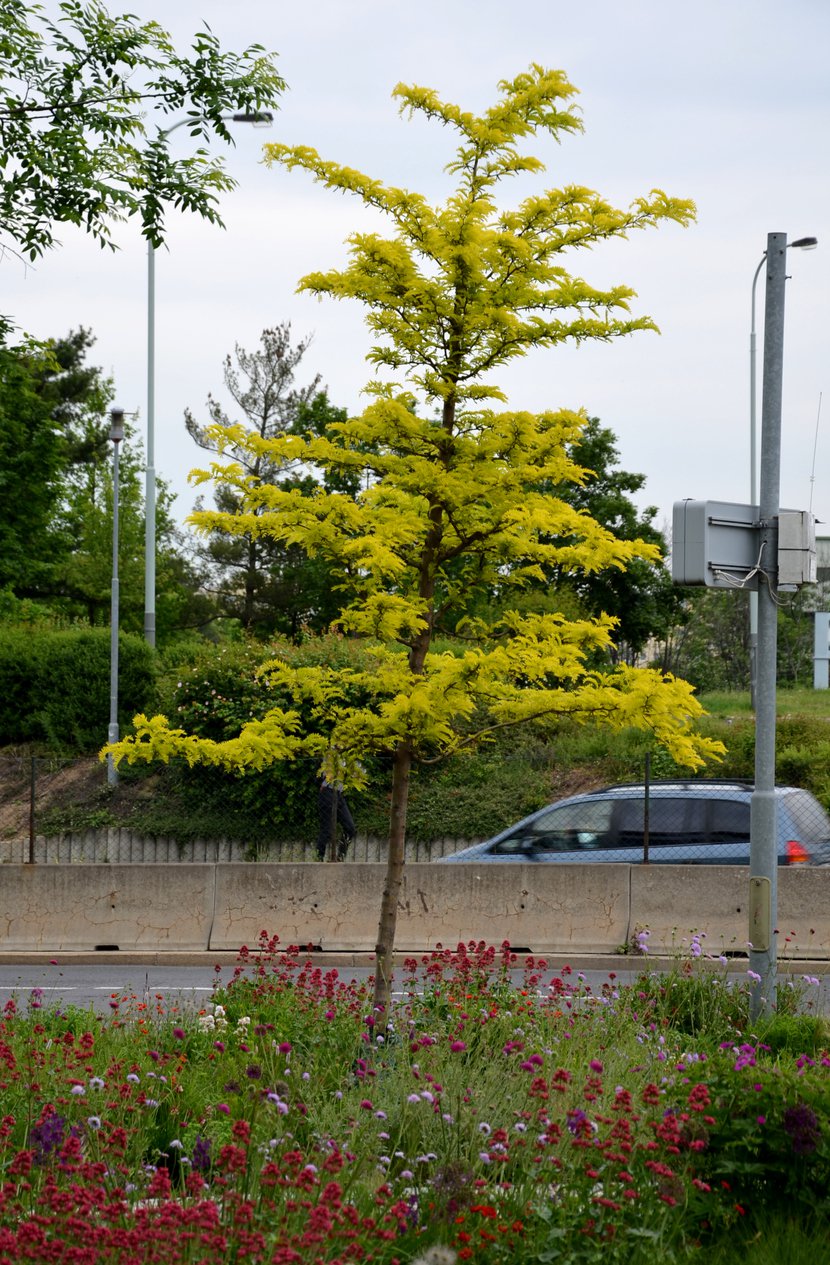 Glediczja trójcierniowa SUNBURST