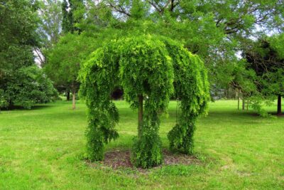 Perełkowiec japoński PENDULA 160 cm szczepiony doniczka