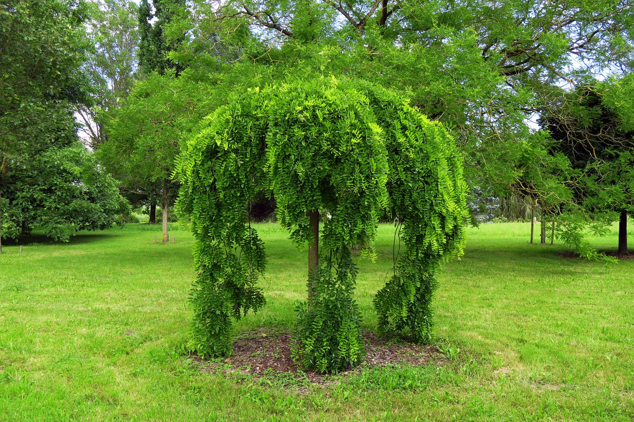 Perełkowiec japoński PENDULA 160 cm szczepiony doniczka