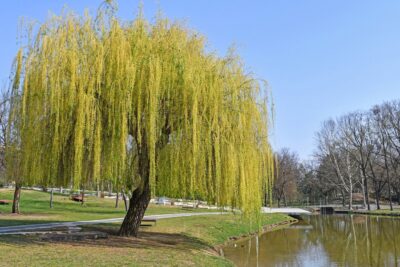 Wierzba biała płacząca TRISTIS