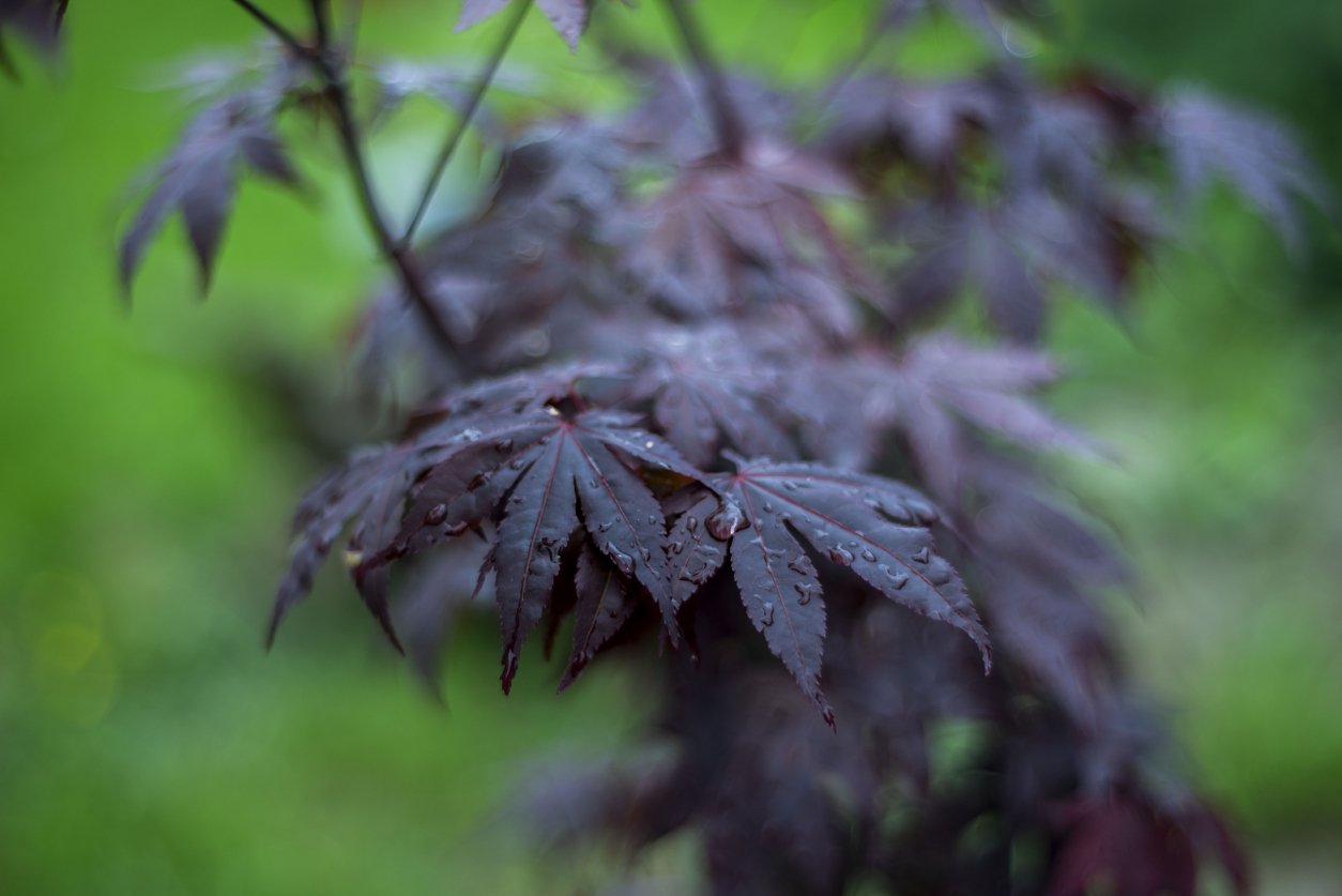 Klon pospolity FASSEN'S BLACK - 1