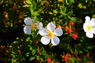 Pięciornik krzewiasty WHITE LADY