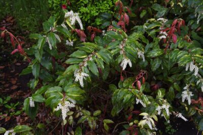 Kiścień wawrzynowy ROYAL RUBY