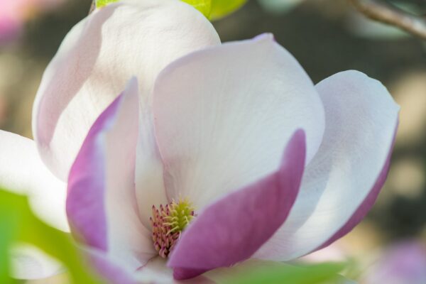 Magnolia FRAGRANT CLOUD - 1