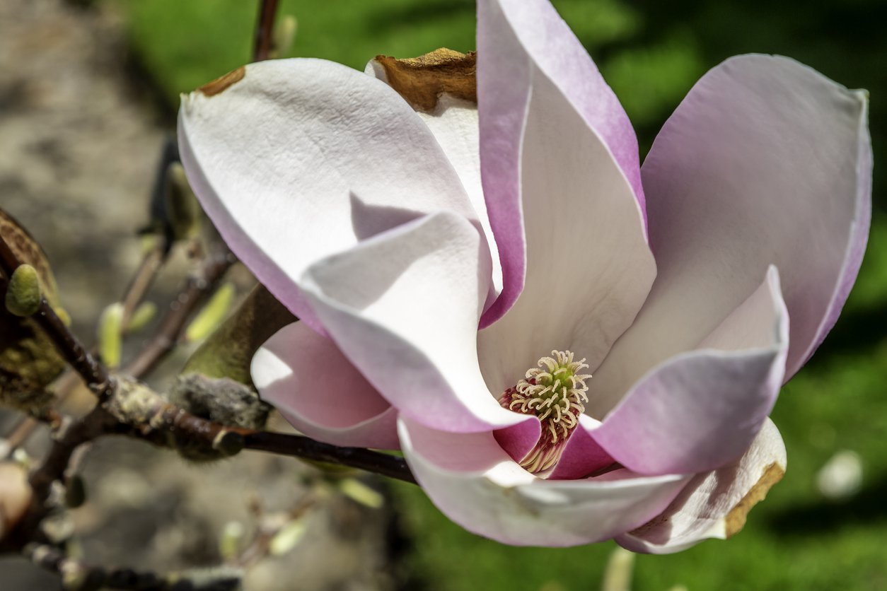 Magnolia FRAGRANT CLOUD - 3