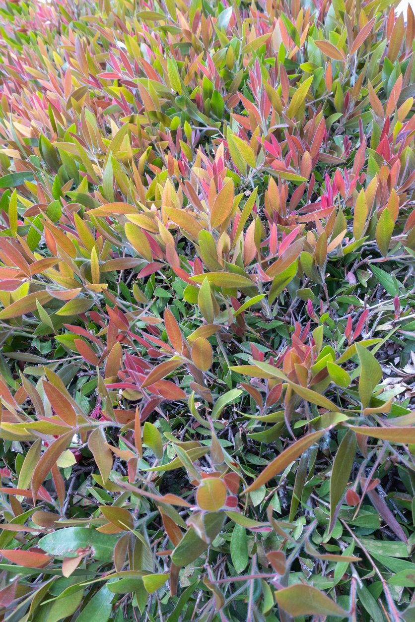 Kiścień wawrzynowy RAINBOW - 2