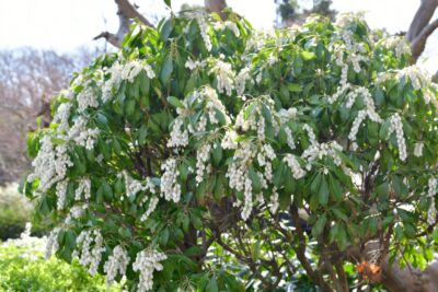 Kiścień wawrzynowy RAINBOW