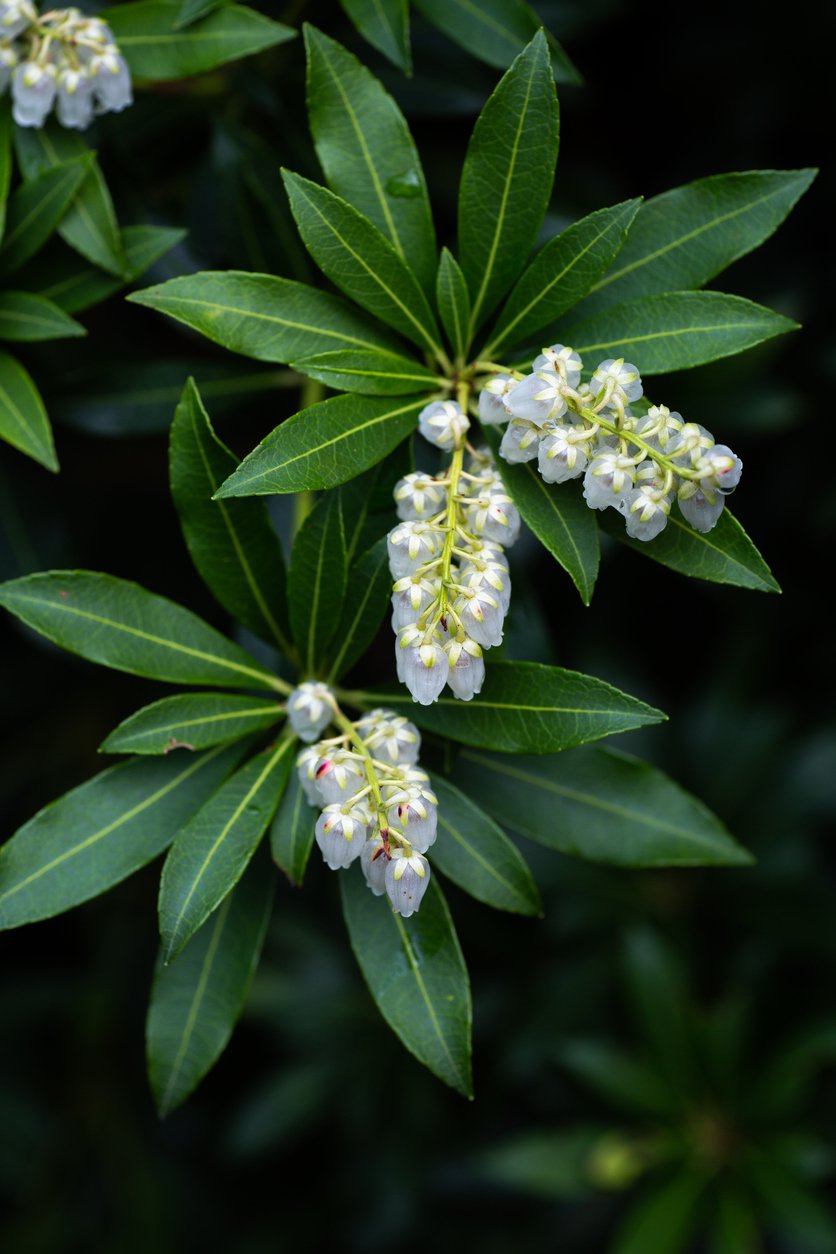 Pieris japoński SARABANDE - 3