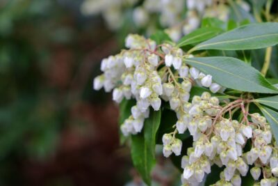 Pieris japoński SARABANDE