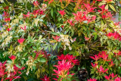 Pieris japoński FOREST FLAME