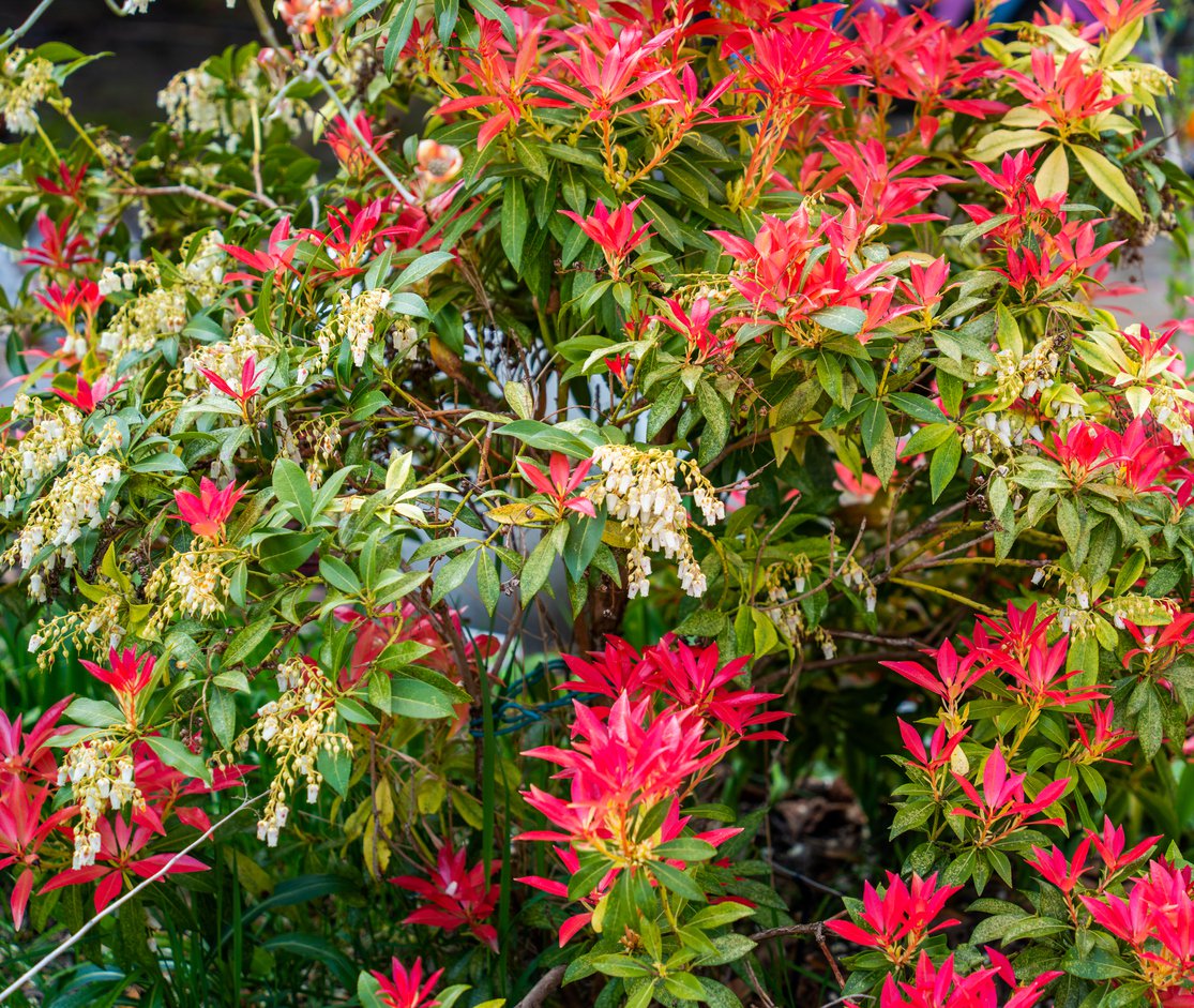 Pieris japoński FOREST FLAME