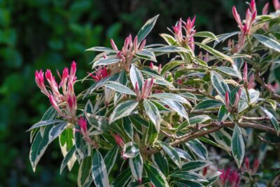 Pieris japoński FLAMING SILVER