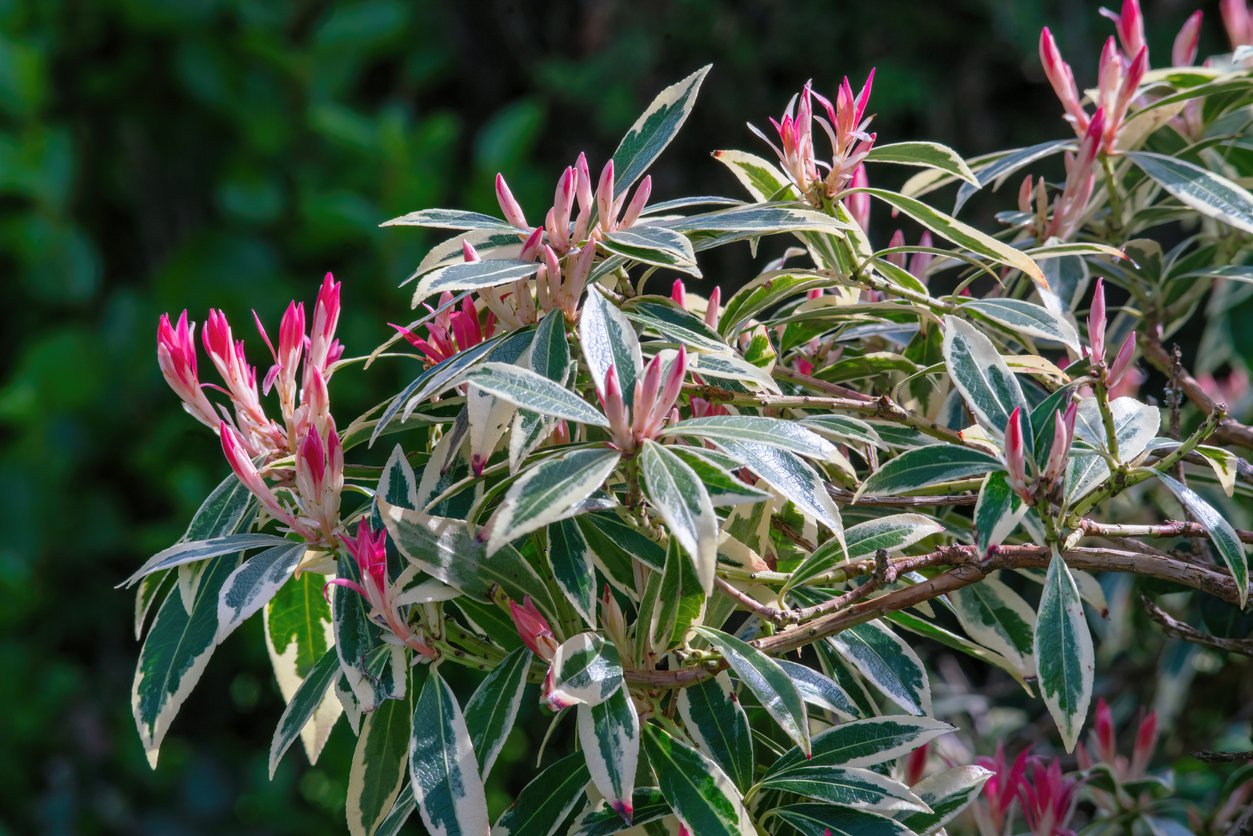 Pieris japoński FLAMING SILVER