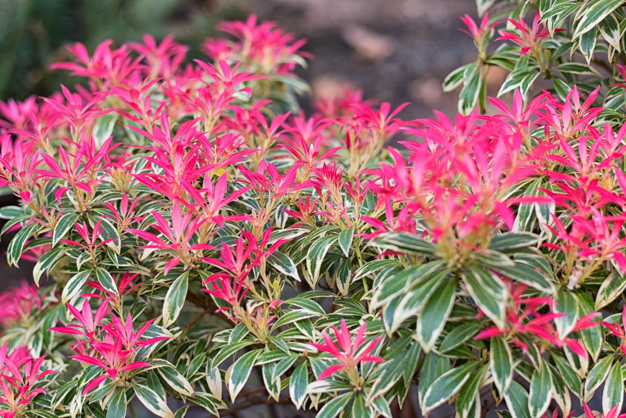 Pieris japoński FLAMING SILVER - 2