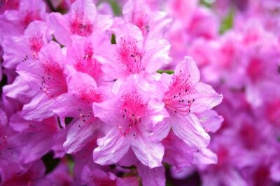 Azalia japońska GEISHA PINK
