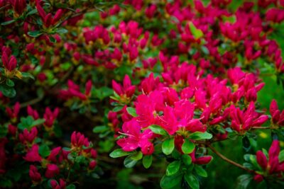 Azalia japońska VUYKS SCARLET