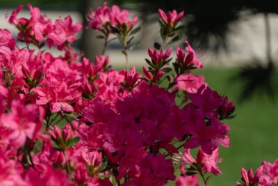 Azalia japońska SILVER SWORD