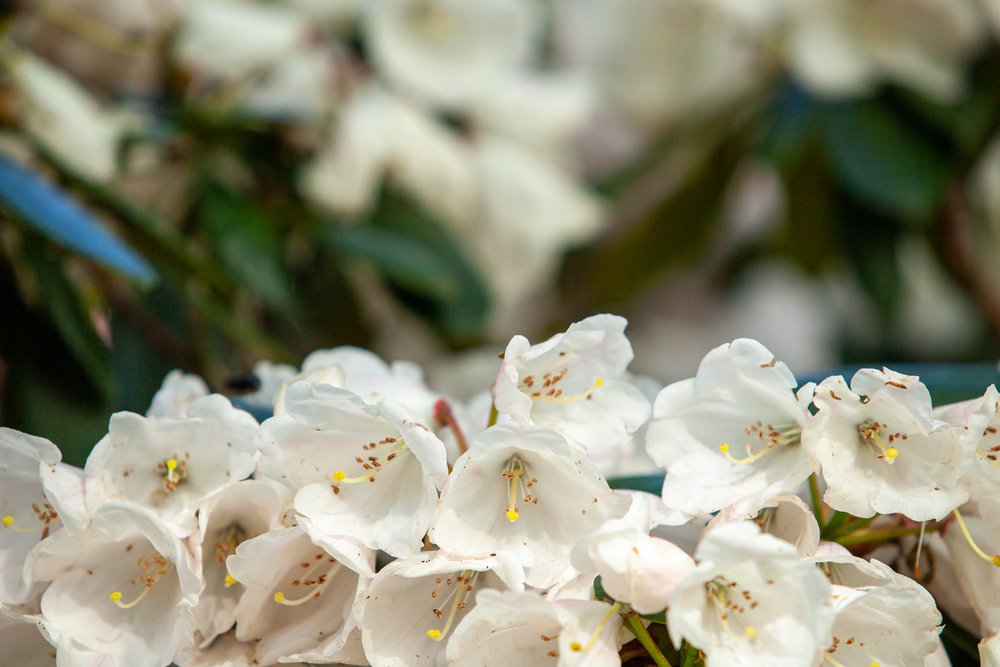 Azalia japońska PLEASANT WHITE - 2