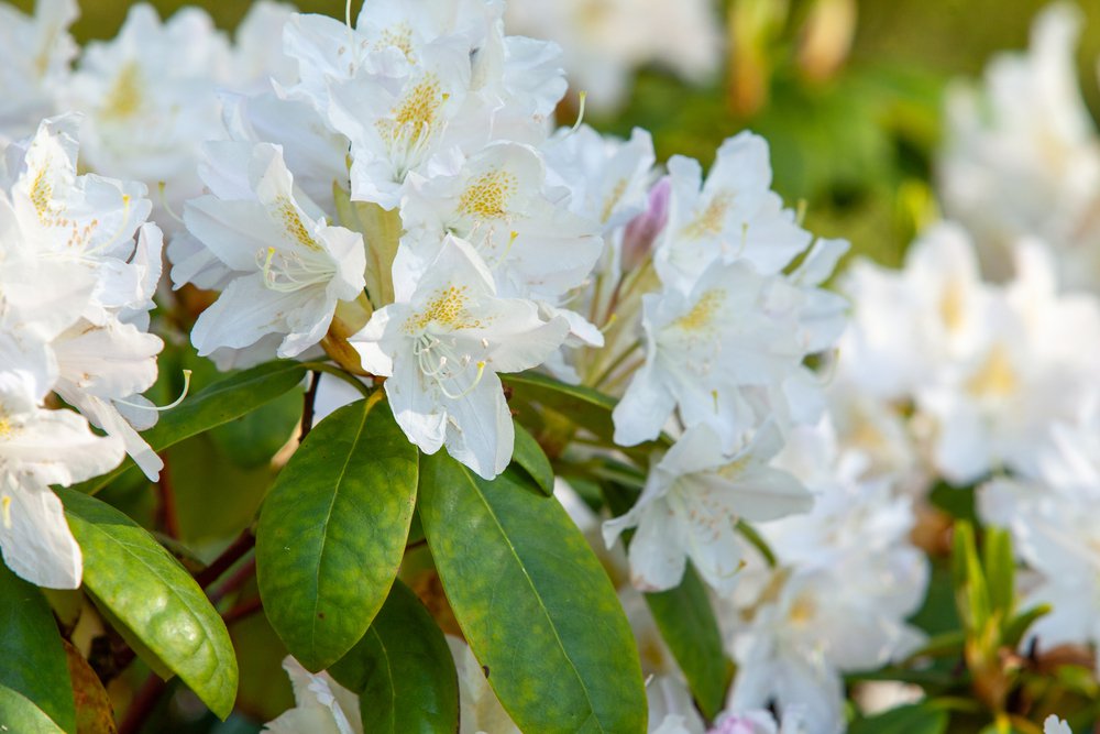 Azalia japońska PLEASANT WHITE - 1