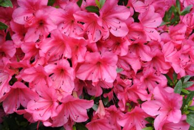 Azalia japońska SILVESTER