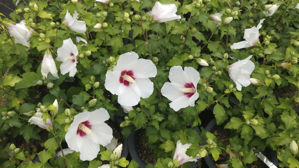 Hibiskus MONSTROSUS szczepiony KRZEW - 3