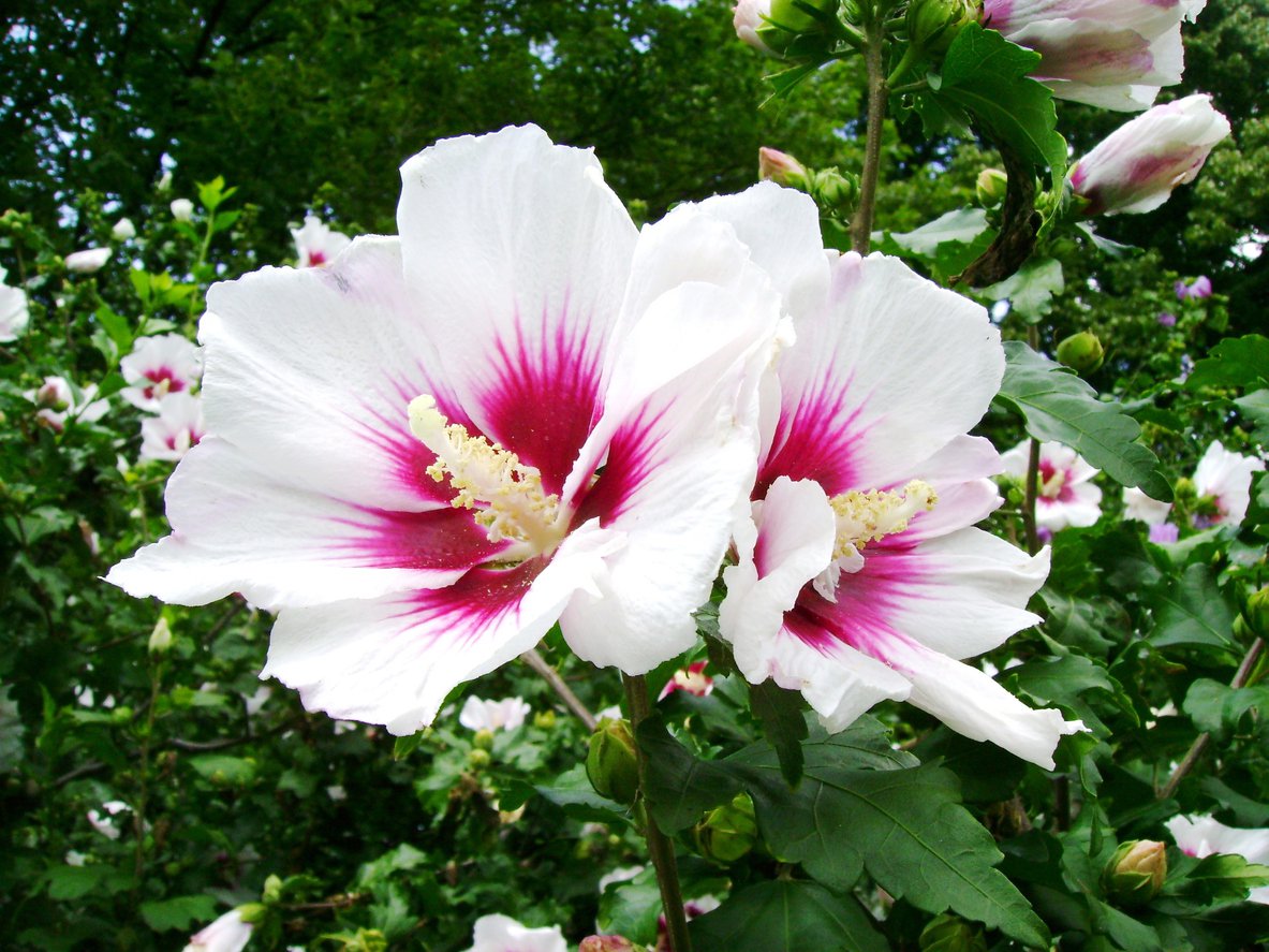 Hibiskus HAMABO szczepiony KRZEW - 2